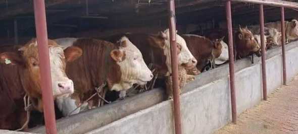 10头肉牛需要投资多少 养10头肉牛一年利润