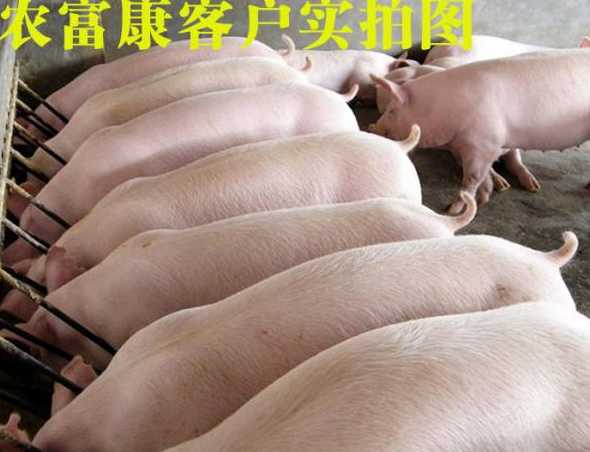 酒糟自制猪饲料添加剂 钓鱼怎么自制鱼饵