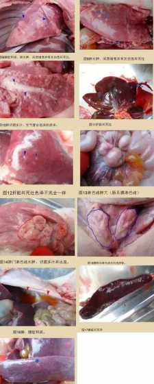 用什么方法防治猪弓形体 猪病用什么药防治