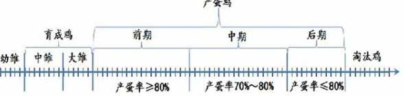 蛋鸡6层蛋为什么爬得慢 养殖过程中造成蛋鸡产蛋率低,蛋壳质量差的原因是什么