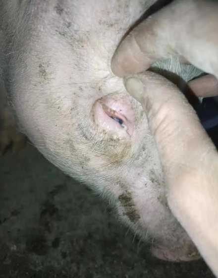 水肿是什么原因造成的猪 猪水肿的症状和治疗