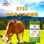 喂牛补充料是什么时候喂 每天喂牛的最佳时间