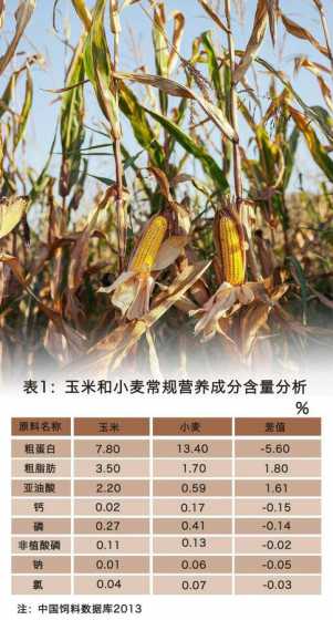 小麦能代替玉米做饲料吗 饲养公鸡可以用小麦代替玉米吗