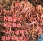 江西蚯蚓养殖多少钱一斤 哪里收活蚯蚓多少钱一斤