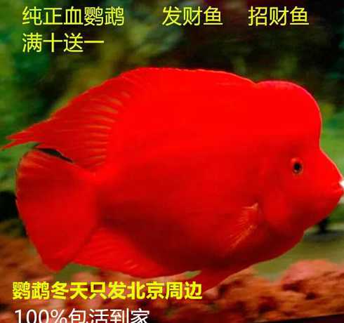 罗汉鱼和红鹦鹉哪个好养 一条罗汉鱼能和几条鹦鹉鱼一起养