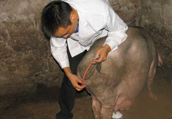什么样的人不能养种公猪 想要养殖种公猪,需要注意哪些方面
