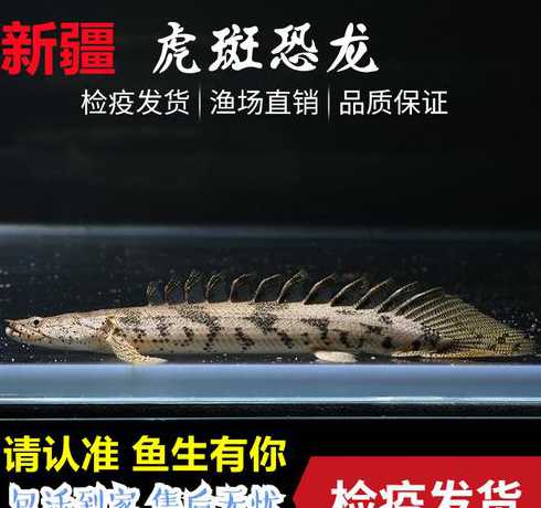 黄金恐龙鱼水温多少合适 六角恐龙鱼太热症状