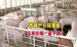 为什么猪涨价玉米却掉价 猪肉上涨与玉米价格上涨有关吗,玉米为何会出现大涨呢