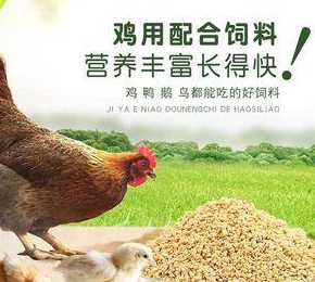 肉鸡二斤后喂什么饲料好 给母鸡喂什么下蛋率多而且大个