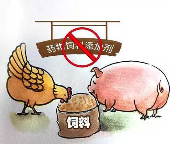 养猪禁抗促长还能用什么 农村养殖业什么最赚钱