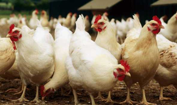 肉鸡养殖到多少天才好吃 养殖的肉鸡一般多久就能够成熟