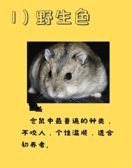 从哪些方面介绍三线仓鼠 三线仓鼠是什么样子的