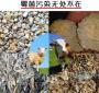饲料里面掺什么防止发霉 用于防止饲料发霉的物质主要是