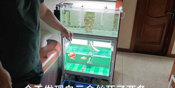 鱼缸软化水质是什么意思 鱼缸里放木头可以软化水质吗