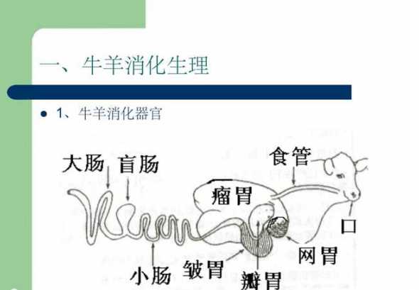 牛羊在消化中会产生什么 牛羊在消化过程中会排出大量的,牛羊结节病有哪些症状表现