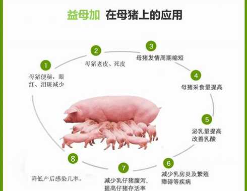 母猪都需要什么营养物质 母猪下崽吃什么有营养