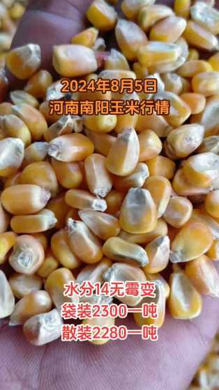 今天是玉米粒收购什么价 今天的玉米价格