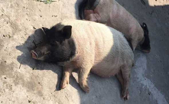 猪怕寒冷吗适应多少温度 最适合猪生长的温度是多少