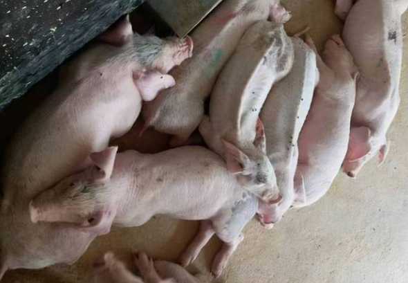 猪换饲料为什么需要过渡 为什么要用全价配合饲料饲喂生长育肥猪