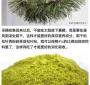 松针粉对畜禽有什么好处 松树有什么好处