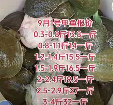 广东甲鱼一般多少钱一斤 广东什么地方甲鱼多