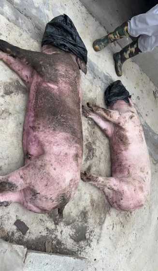 为什么猪容易得非洲猪瘟 猪得了非洲猪瘟为什么死的那么快,有预防的办法吗