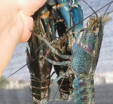 国产澳洲龙虾多少钱一斤 澳洲龙虾多少钱一斤现在市场价