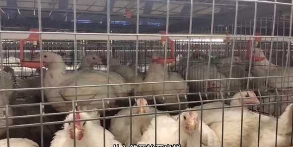 今天辽宁肉鸡雏什么价格 肉鸡雏鸡应该怎么控制温度湿度和光照
