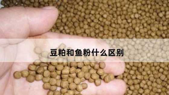 加豆粕还需另外加鱼粉吗 用豆粕或肉骨粉代替鱼粉分别注意什么