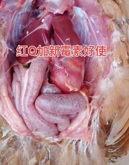 小鸡有什么偏方能治球虫 小鸡得球虫病了,该吃什么药