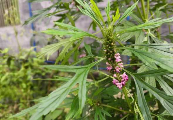 益母草和什么料拌喂羊好 益母草喂羊怎么喂