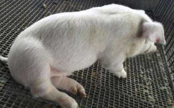 母猪吃食不上膘什么原因 育肥猪消瘦不吃食怎么回事