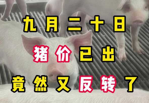 2024年九月二日猪价 2024下半年8—9月猪价会下跌