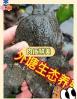 养一百只甲鱼要多少成本 外塘养3000只甲鱼要多少成本