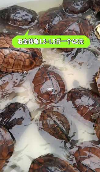 石金钱龟龟录多少钱一只 石金钱龟好养吗