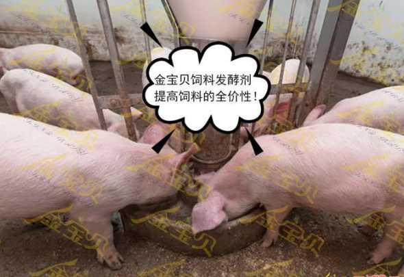 猪用生物发酵饲料怕冻吗 微生物饲料发酵剂在乳猪料中的应用是什么