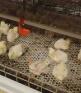 肉鸡育雏1万要多少平方 养10000只土鸡要多少成本盈利多少