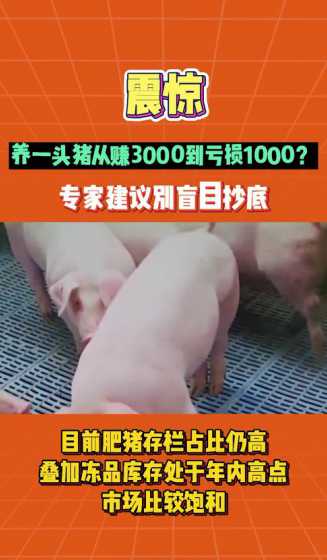 养1000猪能挣多少钱 加盟温氏集团养猪1000头一年赚多少