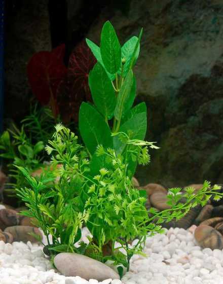 什么水草适合做鱼缸草坪 阴性水草草坪有哪些
