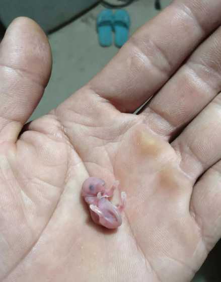 仔猪出生要注意什么细节 仔猪出生第一周注意那些管理要点