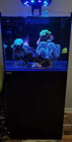 水族箱珊瑚叫什么牌子好 什么牌子鱼缸过滤器好