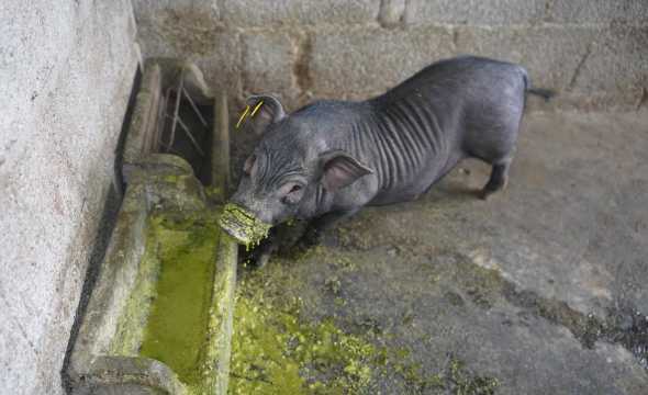牧草养猪可以省多少成本 牧草养猪可行吗