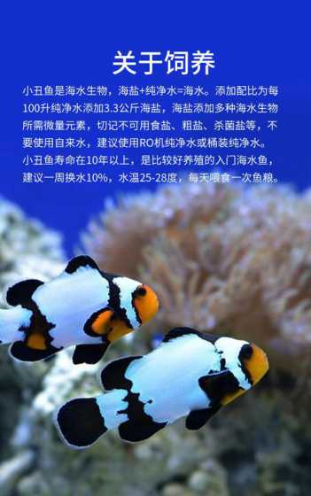养小丑鱼用什么牌子海盐 养小丑鱼用什么海盐