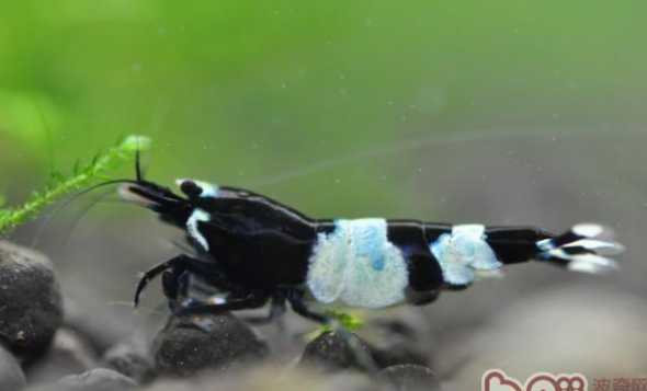 水晶虾养水什么时候开灯 养水晶虾如何养水