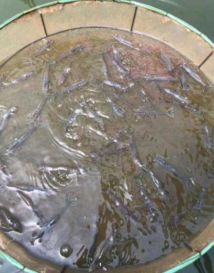 土塘养殖对虾使用什么菌 如何提高南美白对虾土塘养殖成功率