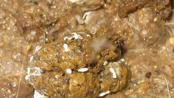 小鸡拉黄稀粪有什么办法 小鸡拉咖啡色稀粪用什么药