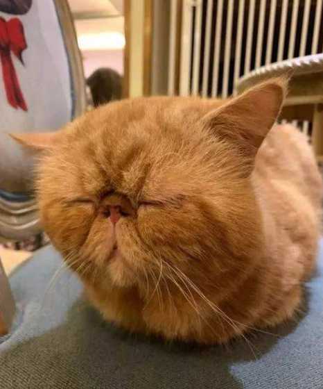 咖啡猫的价格多少钱一只 宠物店里加菲猫多少钱一只