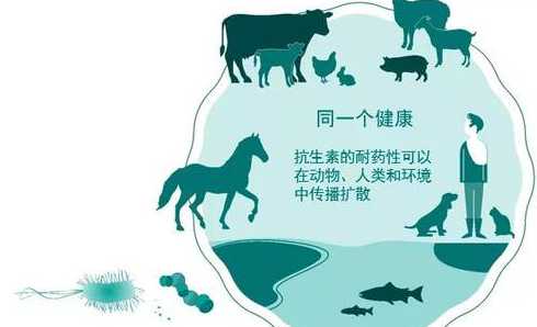 猪饲料里面有哪些抗生素 常见的猪饲料添加剂有哪些