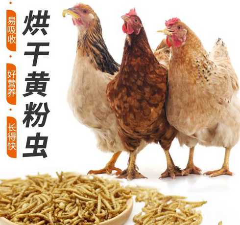 蛋鸡饲料能量越高越好吗 蛋鸡饲料可是粗纤维越少越好呢.鸡粗纤维多少比较合适