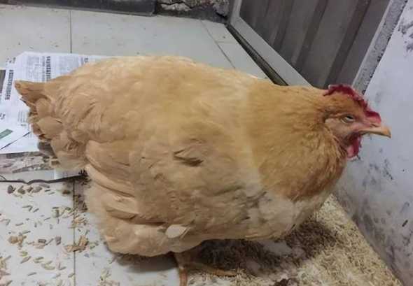 鸡为什么总是拉稀怎么办 鸡拉稀了,怎么办
